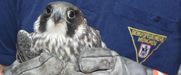 feuerwehr-tierrettung-greifvogel Vogelrettung Feuerwehr