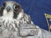 Vogelrettung Feuerwehr