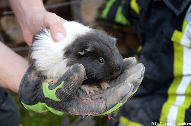 Meerschweinchen Tierrettung Feuerwehr