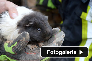 Tierrettung Feuerwehr Meerschweinchen